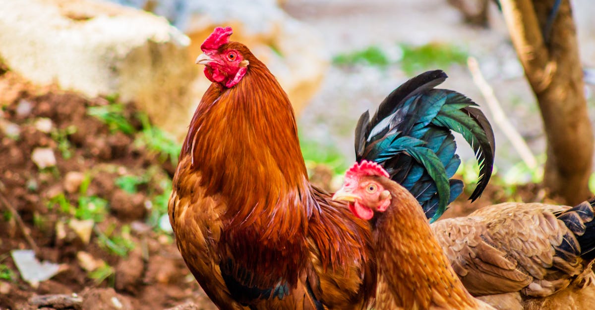 découvrez notre délicieuse recette de tagine de poulet, alliant saveurs marocaines authentiques et ingrédients frais. un plat réconfortant et parfumé, parfait pour vos repas en famille ou entre amis.