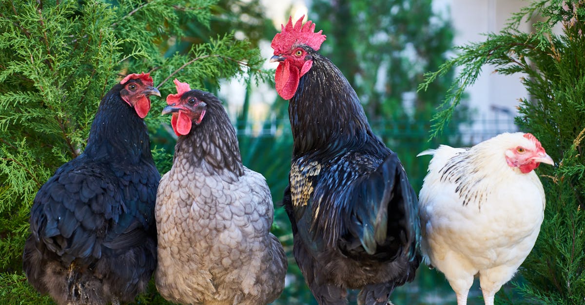 découvrez nos délicieuses recettes de cuisses de poulet, idéales pour un repas savoureux. faciles à préparer, ces plats gourmands raviront vos convives grâce à des saveurs variées et une tendreté incomparable.
