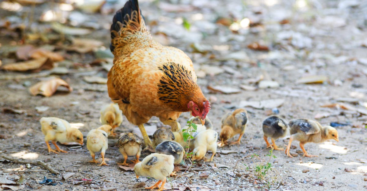 découvrez nos délicieuses recettes de cuisses de poulet, faciles à préparer et parfaites pour toutes les occasions. que vous les rôtissiez, les grilliez ou les mijotiez, ces plats juteux et savoureux raviront vos papilles !