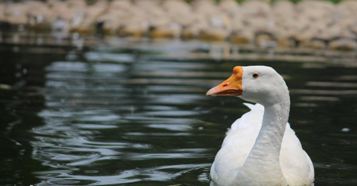 découvrez l'univers fascinant des canards : comportements, habitat, anecdotes et conseils d'élevage. apprenez tout sur cette espèce aquatique incontournable et son rôle dans l'écosystème.