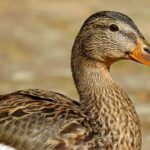découvrez l'univers fascinant du canard : ses habitats, son alimentation, et son rôle dans la biodiversité. apprenez-en plus sur cette espèce emblématique qui évolue aussi bien dans les rivières que dans nos cuisines.