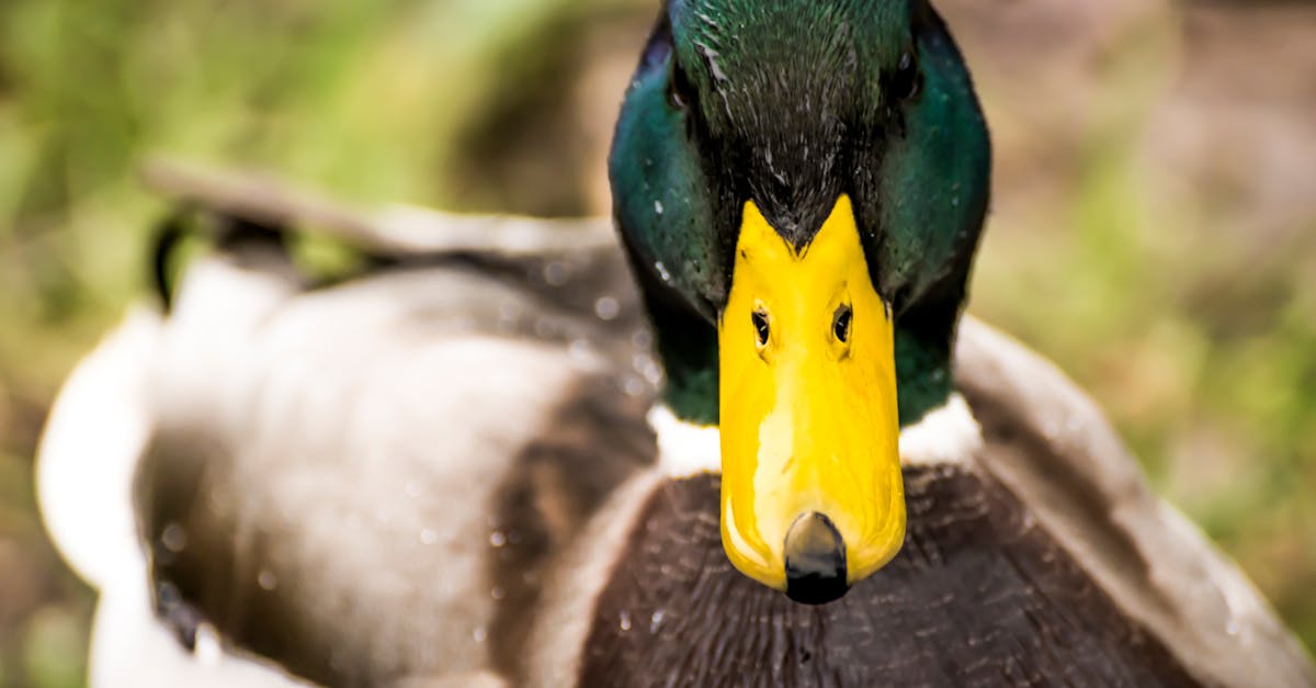 découvrez tout sur le canard : espèces fascinantes, habitats variés, comportments uniques et conseils pour l'élevage. explorez le monde des canards, leurs habitudes, et leur importance dans notre écosystème.