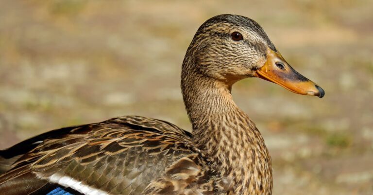 découvrez l'univers fascinant du canard : ses habitats, son alimentation, et son rôle dans la biodiversité. apprenez-en plus sur cette espèce emblématique qui évolue aussi bien dans les rivières que dans nos cuisines.