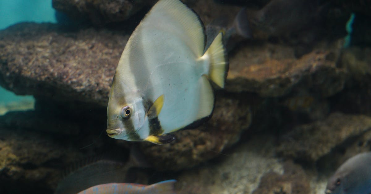découvrez notre délicieuse recette de ragoût de poisson, une symphonie de saveurs maritimes qui ravira vos papilles. facile à préparer, ce plat réconfortant allie poissons frais, légumes savoureux et épices aromatiques pour un repas à partager en famille ou entre amis. laissez-vous emporter par les richesses de la mer!