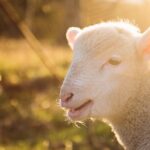 découvrez l'univers du mouton, cet animal emblématique de la ferme. explorez ses différentes races, ses caractéristiques uniques et son rôle dans notre agriculture. un aperçu fascinant de la vie des moutons et de leur importance dans notre écosystème.