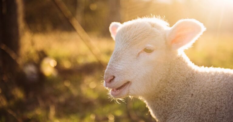 découvrez l'univers du mouton, cet animal emblématique de la ferme. explorez ses différentes races, ses caractéristiques uniques et son rôle dans notre agriculture. un aperçu fascinant de la vie des moutons et de leur importance dans notre écosystème.