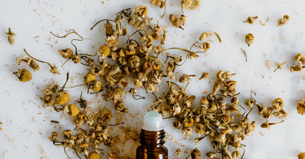 découvrez des remèdes naturels efficaces pour améliorer votre bien-être. explorez des solutions santé à base de plantes, d'huiles essentielles et d'autres traitements alternatifs pour une approche douce et holistique.