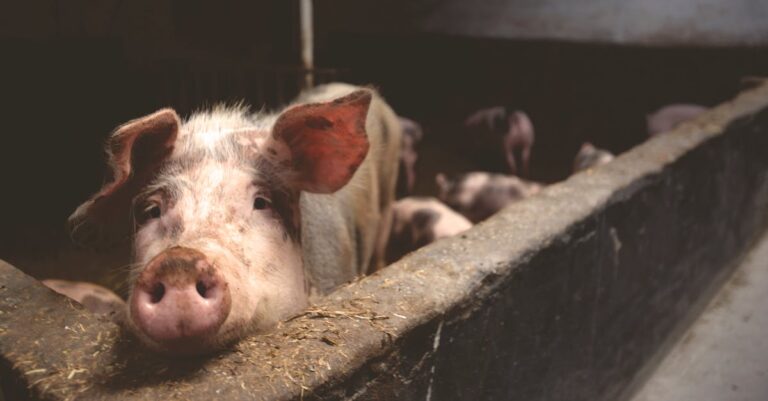 découvrez le monde savoureux du porc : recettes délicieuses, conseils de cuisson, et informations nutritionnelles. apprenez à apprécier chaque morceau de ce viande polyvalente et savoureuse.