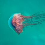 découvrez la délicieuse confiture de coings, une recette traditionnelle qui met en valeur le goût unique et parfumé des coings. parfaite pour tartiner sur du pain ou accompagner vos plats, cette confiture maison saura ravir vos papilles. apprenez à la préparer facilement et savourez ce condiment sucré aux arômes envoûtants.