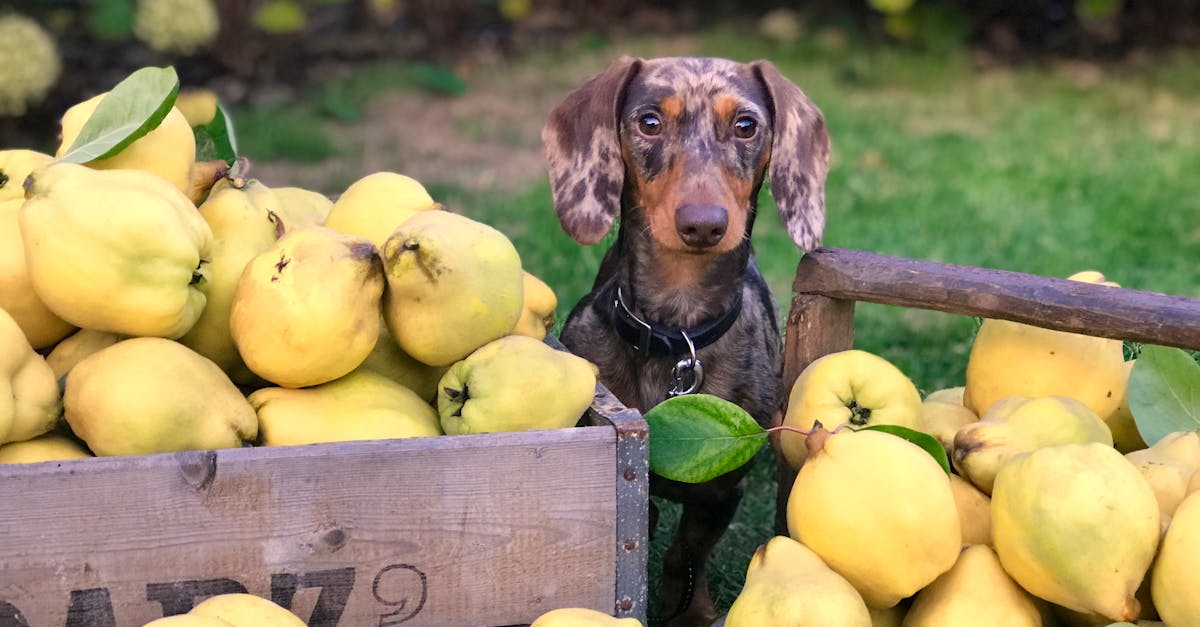 découvrez la délicieuse confiture de coing, une gourmandise sucrée et acidulée qui ravira vos tartines et desserts. apprenez à la préparer chez vous avec cette recette simple et savoureuse !
