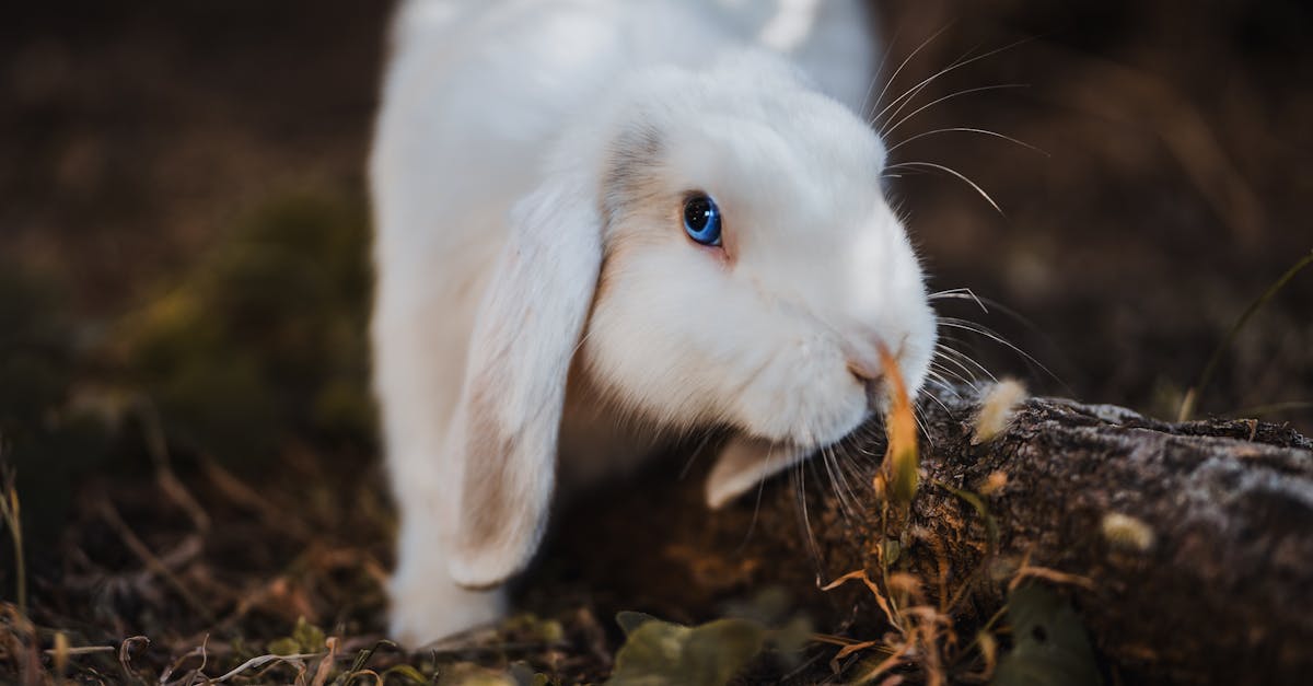 découvrez tout sur les lapins : leur habitat, leur comportement, et comment en prendre soin. que vous soyez un passionné ou simplement curieux, plongez dans l'univers fascinant de ces adorables petits animaux.