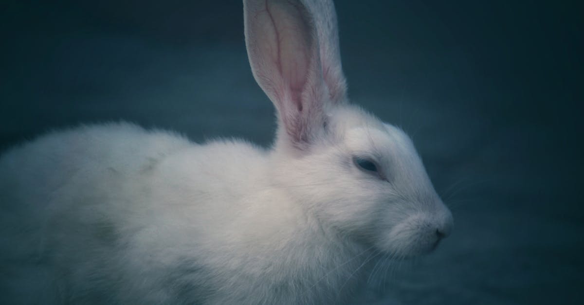 découvrez tout sur les lapins : leurs habitudes, leur habitat, et comment en prendre soin. explorez le monde fascinant de ces animaux adorables et apprenez à les élever avec amour.