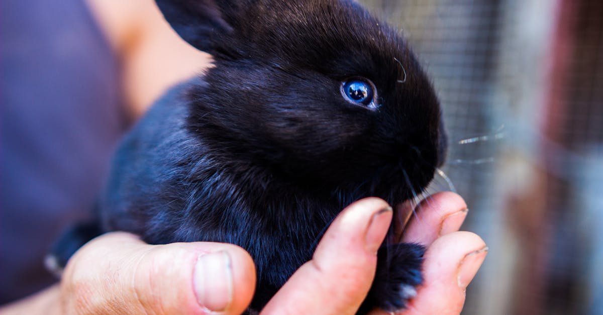 découvrez le monde fascinant des lapins : leur habitat, leur comportement et des conseils pour en prendre soin. apprenez tout ce qu'il faut savoir sur ces animaux doux et attachants.