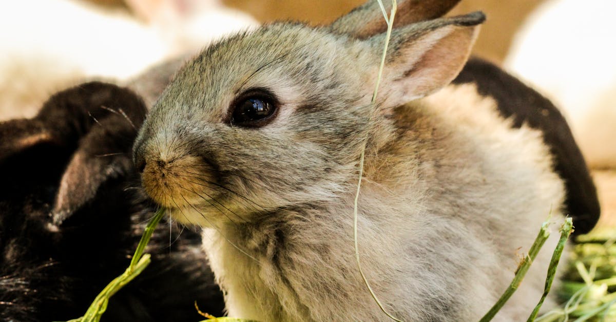 découvrez tout sur les lapins, de leur soins à leur comportement, en passant par les différentes races. apprenez les secrets pour élever ces adorables animaux de compagnie et enrichissez votre connaissance sur leur mode de vie.