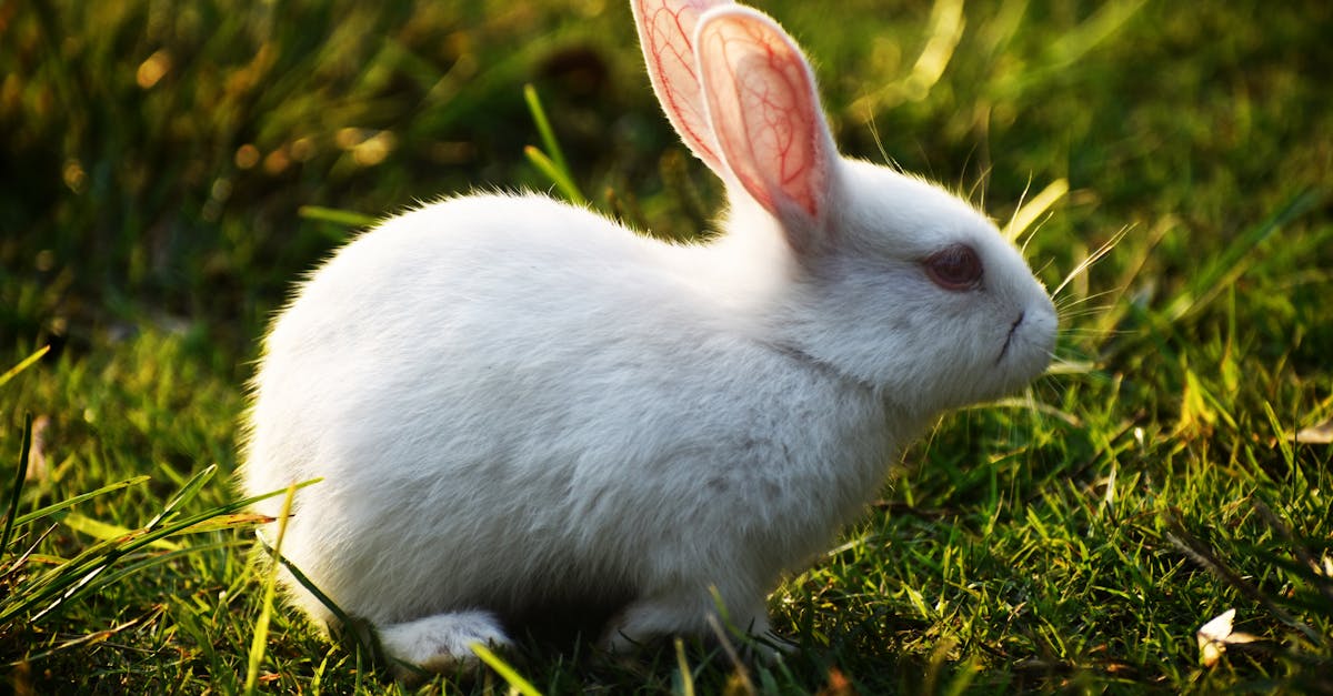 découvrez le monde fascinant des lapins : leurs caractéristiques, comportements, soins et conseils pour en faire des compagnons heureux et en bonne santé. apprenez tout sur leur alimentation, habitat et les races les plus populaires.