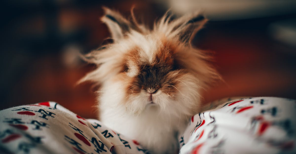 découvrez l'univers fascinant des lapins, de leur comportement charmant à leurs habitudes alimentaires. plongez dans le monde des rongeurs adorés et apprenez comment en prendre soin comme animaux de compagnie ou dans la nature.