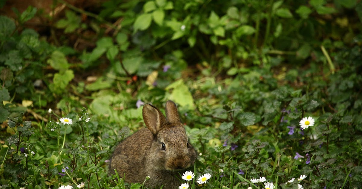 découvrez le monde fascinant des lapins : leurs habitudes, leur habitat, et des conseils pour en prendre soin. un guide indispensable pour les passionnés de ces adorables animaux !