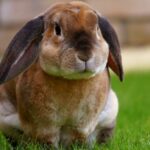 découvrez l'univers fascinant des lapins : des conseils pour leur soins, leur alimentation, et tout ce qu'il faut savoir pour accueillir cet adorable compagnon dans votre foyer.