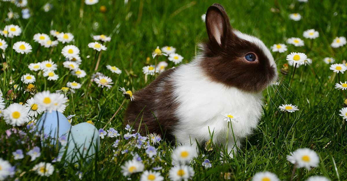 découvrez le monde fascinant des lapins, des animaux de compagnie adorables aux espèces sauvages. apprenez tout sur leur habitat, leur comportement et comment en prendre soin. plongez dans l'univers doux et charmant des lapins.