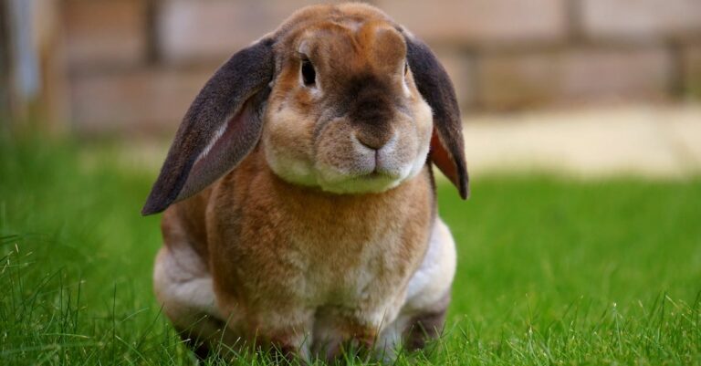 découvrez l'univers fascinant des lapins, des animaux adorables et sociables. apprenez tout sur leur habitat, leur alimentation et les soins nécessaires pour en faire de merveilleux compagnons. explorez également les différentes races et leurs caractéristiques.