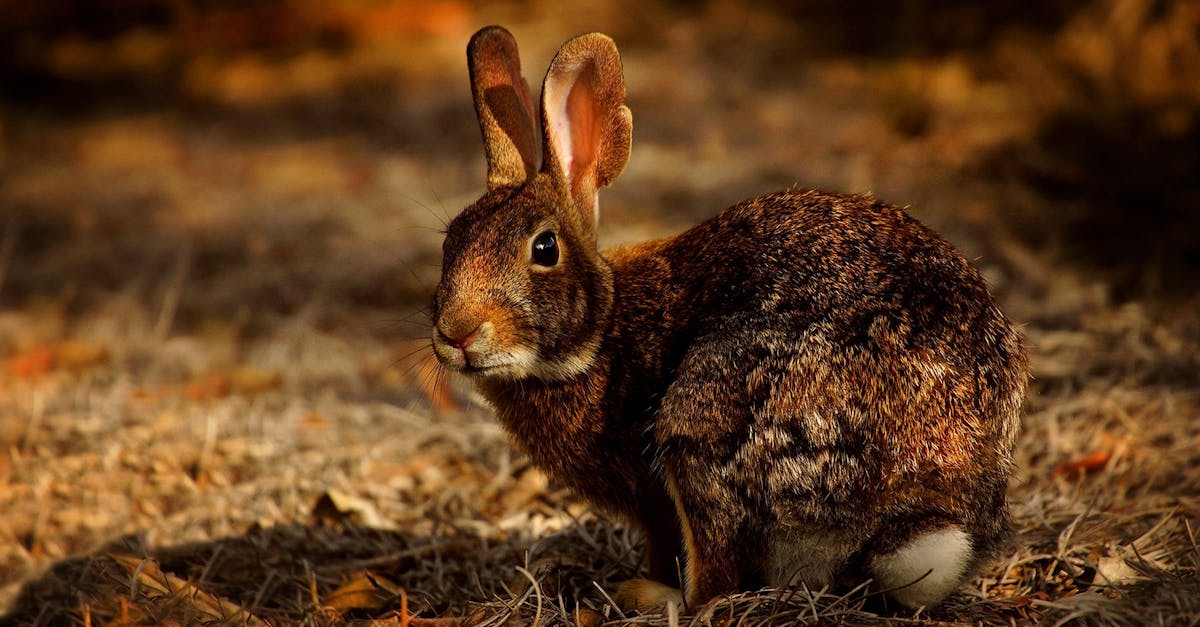 découvrez l'univers fascinant des lapins ! apprenez tout sur leur comportement, leur habitat, et les soins nécessaires pour en faire de formidables compagnons. explorez notre guide complet sur ces animaux doux et attachants.