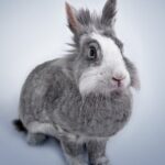 découvrez le monde fascinant des lapins : leurs habitats, comportements, et conseils pour en prendre soin. apprenez tout sur ces animaux doux et attachants, et comment les intégrer dans votre quotidien.