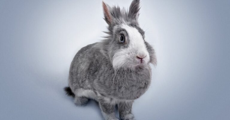 découvrez le monde fascinant des lapins : leurs habitats, comportements, et conseils pour en prendre soin. apprenez tout sur ces animaux doux et attachants, et comment les intégrer dans votre quotidien.