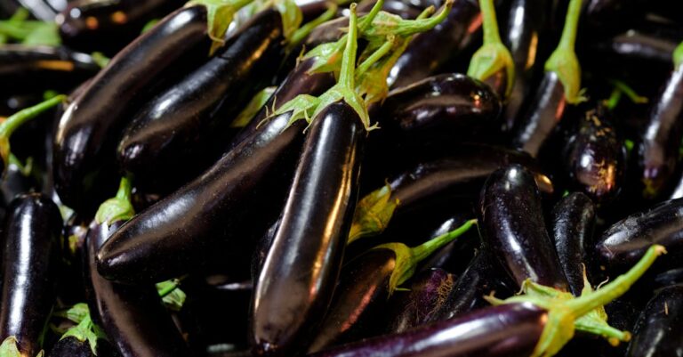 découvrez tout sur les aubergines : recettes savoureuses, bienfaits nutritionnels et astuces de préparation. apprenez à apprécier ce légume polyvalent, qu'il soit grillé, rôti ou en ratatouille. idéal pour une cuisine saine et gourmande !