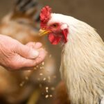 découvrez tout sur le poulet : recettes savoureuses, astuces de cuisine et bienfaits nutritionnels. apprenez à préparer ce plat polyvalent et savoureux pour toutes les occasions.