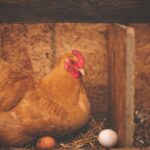 découvrez des recettes savoureuses et variées autour du poulet, un ingrédient polyvalent qui ravira tous les palais. que vous souhaitiez des plats classiques ou des idées innovantes, trouvez l'inspiration pour vos repas.