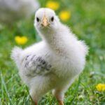 découvrez tout sur le chicken : recettes savoureuses, astuces de préparation et bienfaits nutritionnels. apprenez à cuisiner le poulet de différentes façons pour régaler toute la famille !