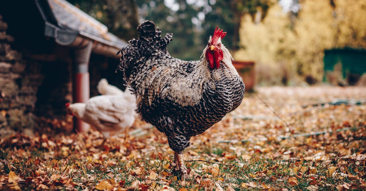 découvrez tout ce qu'il faut savoir sur le chicken : recettes variées, conseils de préparation et astuces pour savourer ce délicieux plat à base de poulet. idéal pour des repas savoureux et faciles à réaliser !
