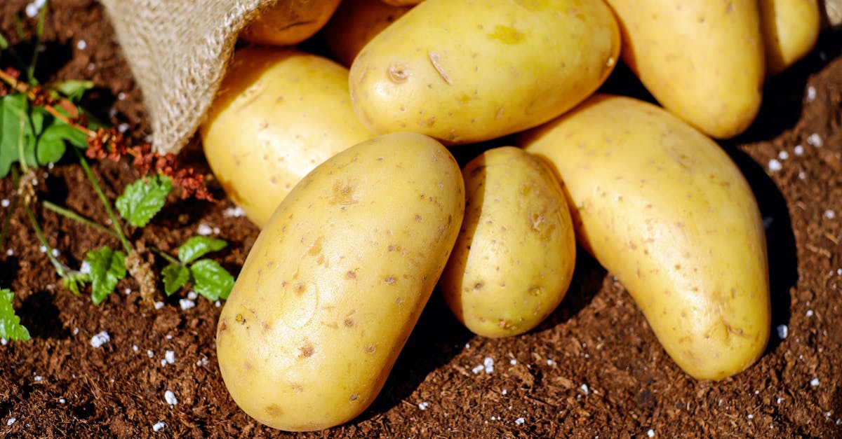 découvrez la simplicité et la délicatesse des pommes de terre cuites à la vapeur. une méthode saine qui préserve les nutriments, offrant un goût délicat et une texture parfaite pour accompagner vos plats préférés.