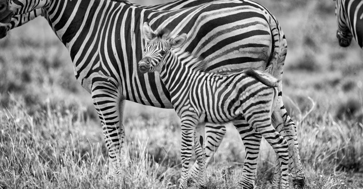 découvrez la recette facile du zebra cake, un gâteau marbré moelleux à l'aspect zébré unique. idéal pour épater vos invités avec un dessert gourmand, original et visuellement impressionnant !
