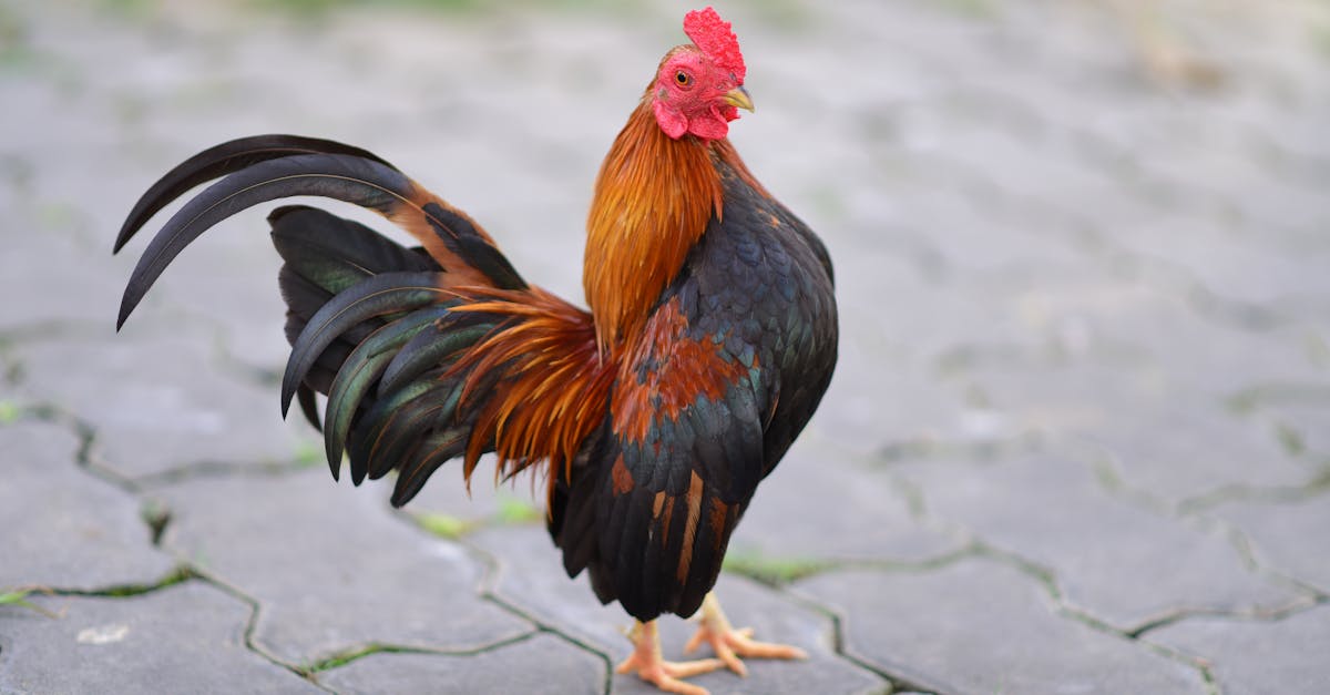 découvrez la recette authentique du chicken colombo, un plat antillais parfumé au curry, facile à préparer et idéal pour voyager à travers les saveurs exotiques des caraïbes.