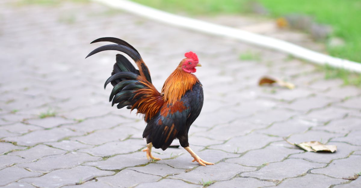 découvrez la recette authentique du chicken colombo, un plat traditionnel antillais à base de poulet mijoté, parfumé aux épices et au curry, idéal pour un voyage culinaire exotique.