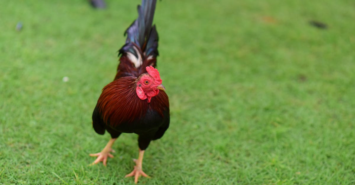 découvrez la recette authentique du chicken columbo, un plat emblématique des antilles à base de poulet, d'épices et de légumes. facile à préparer, parfumé et savoureux, il ravira vos papilles et vous fera voyager aux caraïbes.
