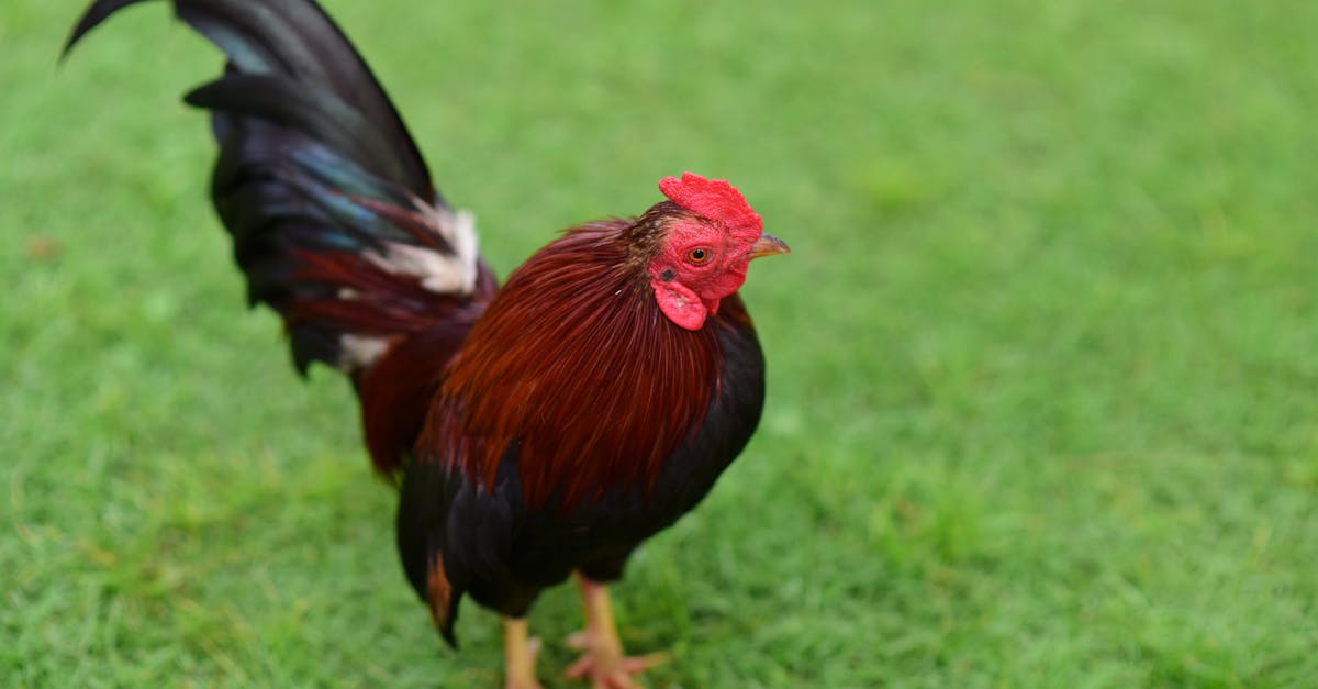 découvrez la recette du chicken columbo, un délicieux plat antillais parfumé aux épices, parfait pour un repas convivial et plein de saveurs exotiques.