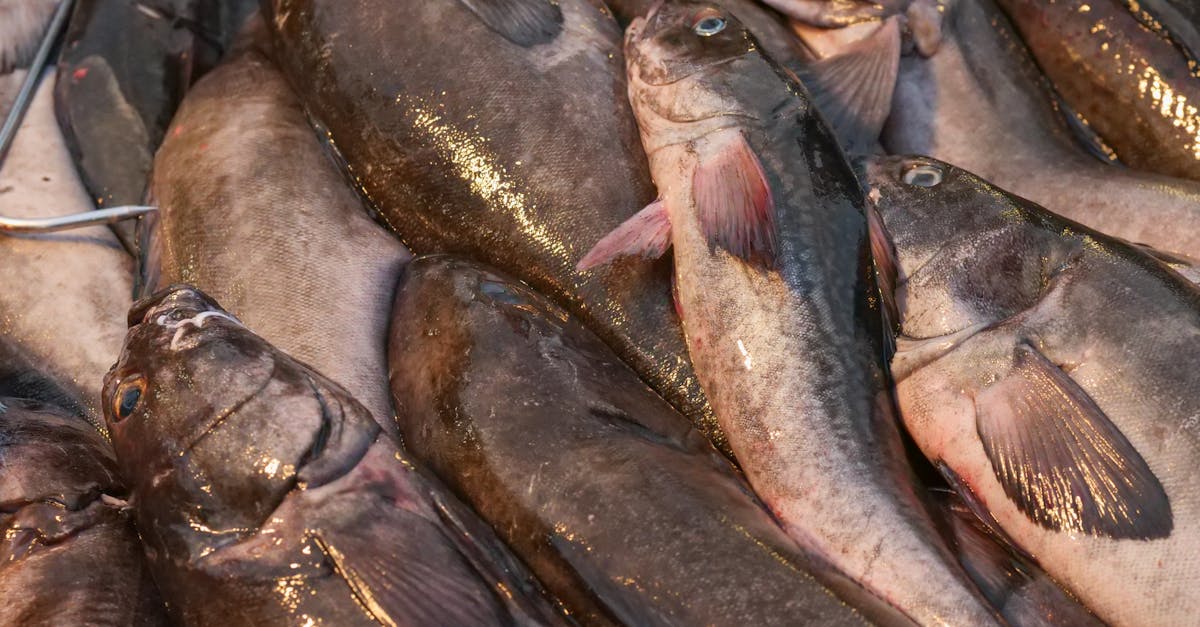 découvrez tout ce qu'il faut savoir sur le cod (complément d'objet direct) en grammaire française : définitions, exemples et astuces pour bien l'identifier et l'utiliser dans vos phrases.