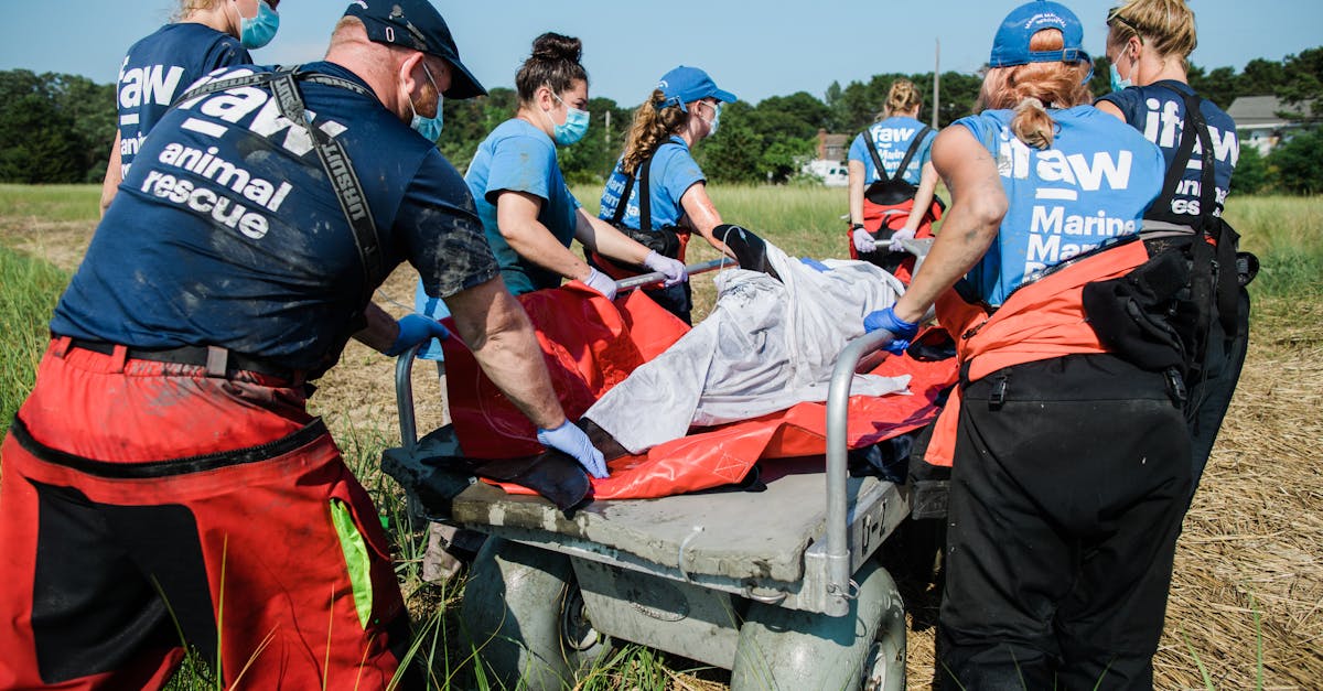 découvrez tout sur le cod (complément d'objet direct) en français : définition, exemples, règles d'accord et astuces pour l'identifier facilement dans une phrase.