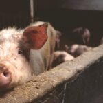 découvrez tout sur le porc : bienfaits nutritionnels, astuces de préparation, recettes savoureuses et conseils pour bien choisir et cuisiner cette viande appréciée dans le monde entier.