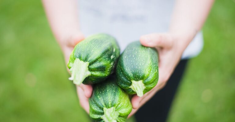découvrez tout sur la courgette : ses bienfaits, des idées recettes faciles et astuces pour bien la cuisiner. apprenez à profiter de ce légume sain et savoureux au quotidien.