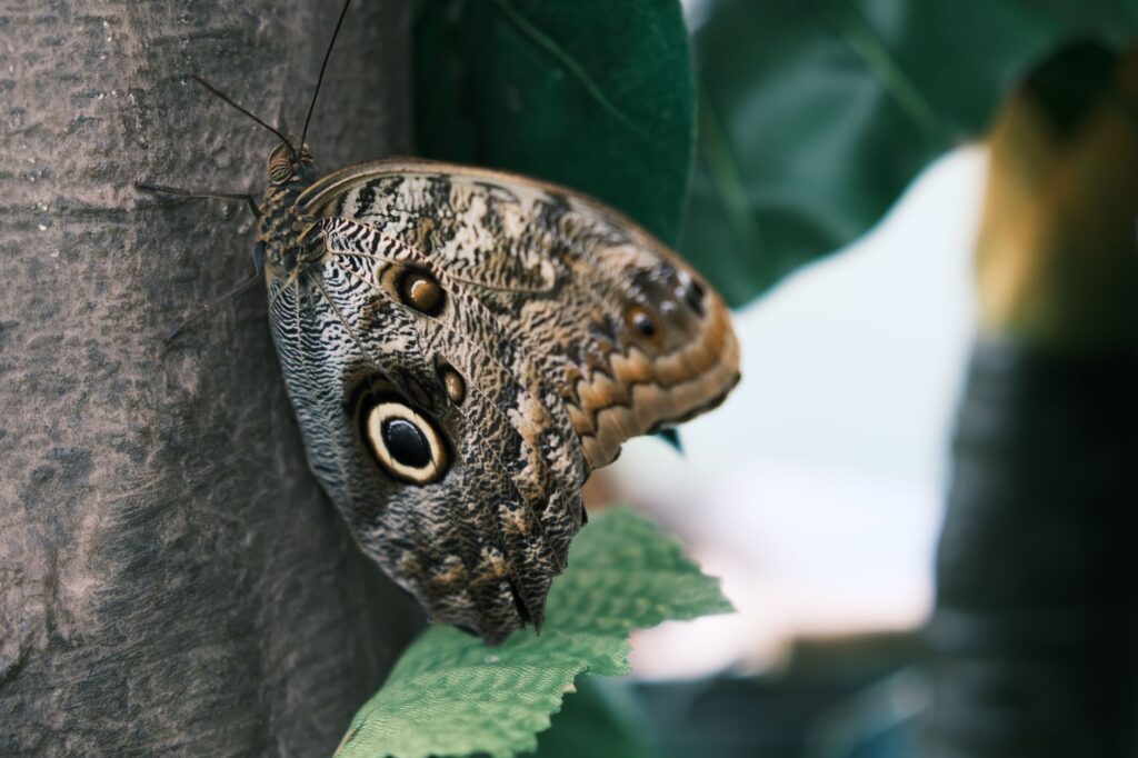 Photos gratuites de animal, antenne, arthropod