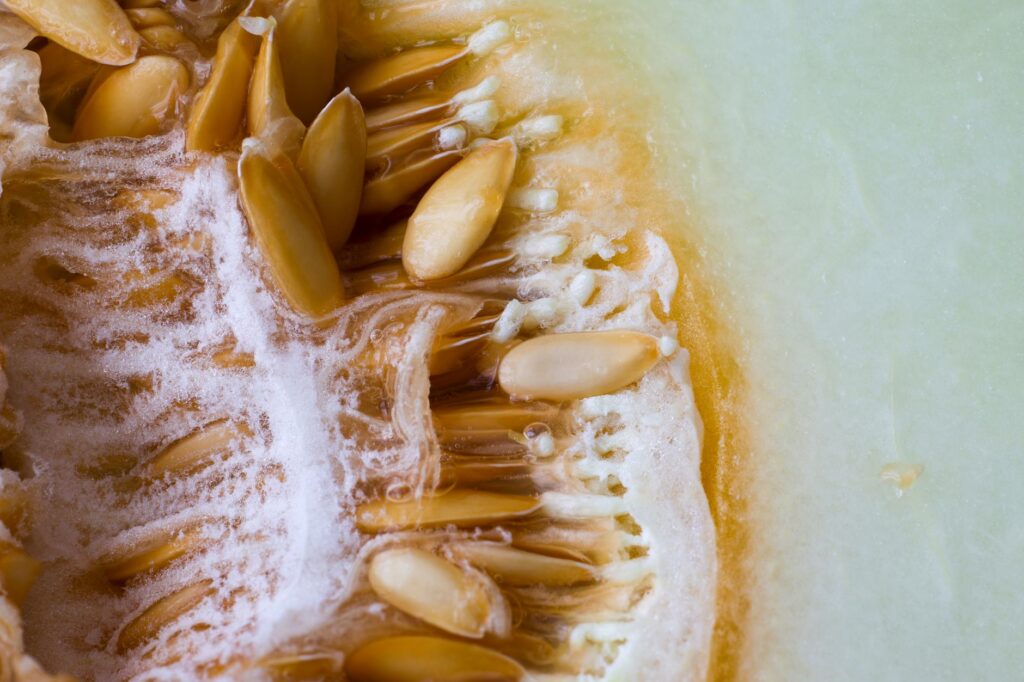 Prise de vue macro détaillée de graines de melon miel mettant en valeur texture et fraîcheur.