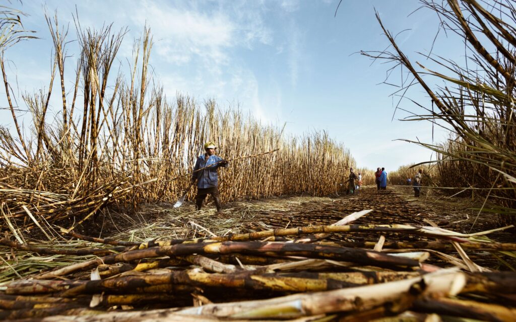 Photos gratuites de agriculture, agriculture traditionnelle, agronomie