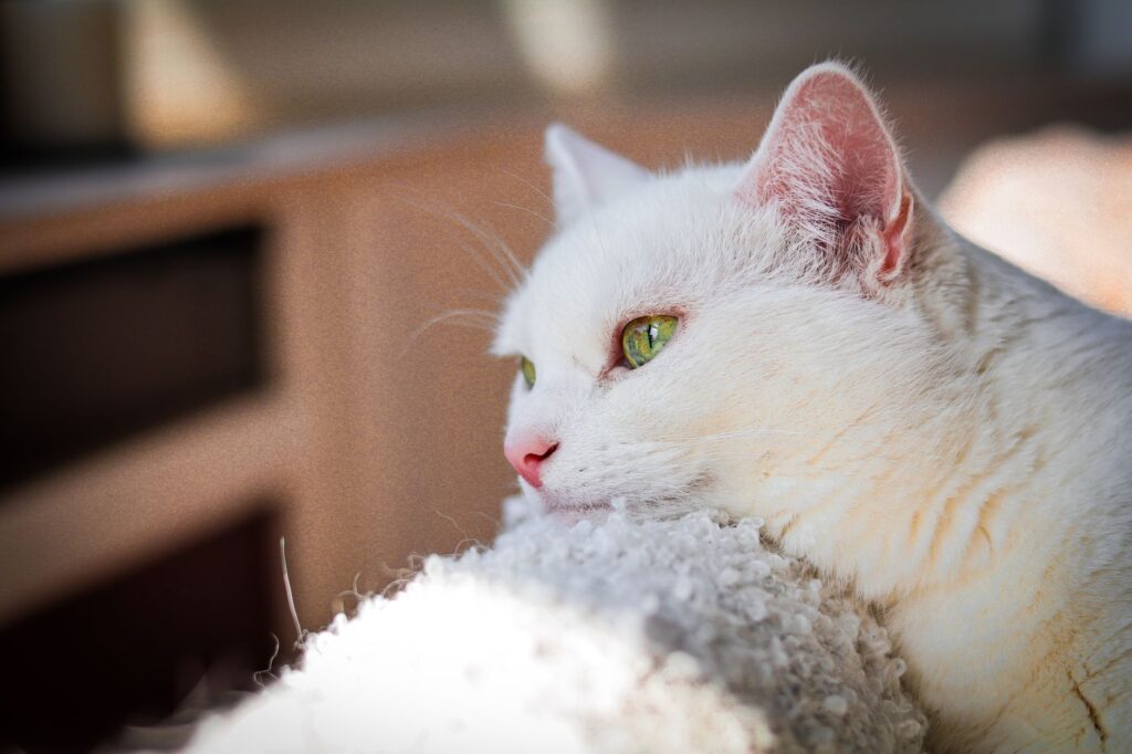 Un chat blanc serein aux yeux d'un vert éclatant se prélasse au soleil, dégageant une atmosphère calme et chaleureuse.