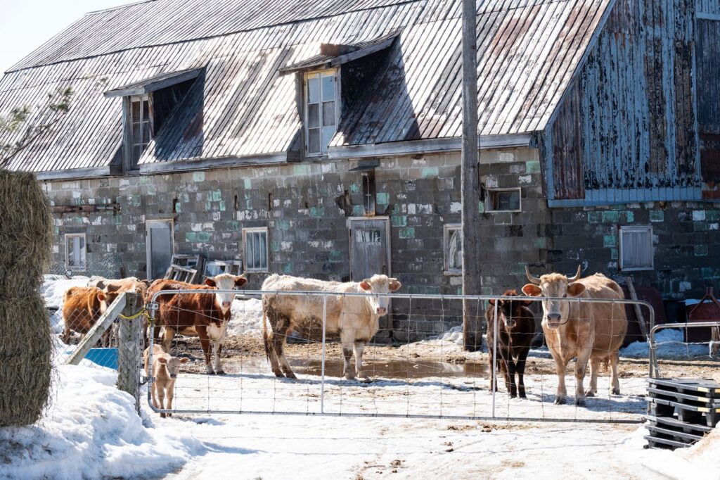 Scène hivernale de bétail devant une grange rustique dans la campagne québécoise, Canada.