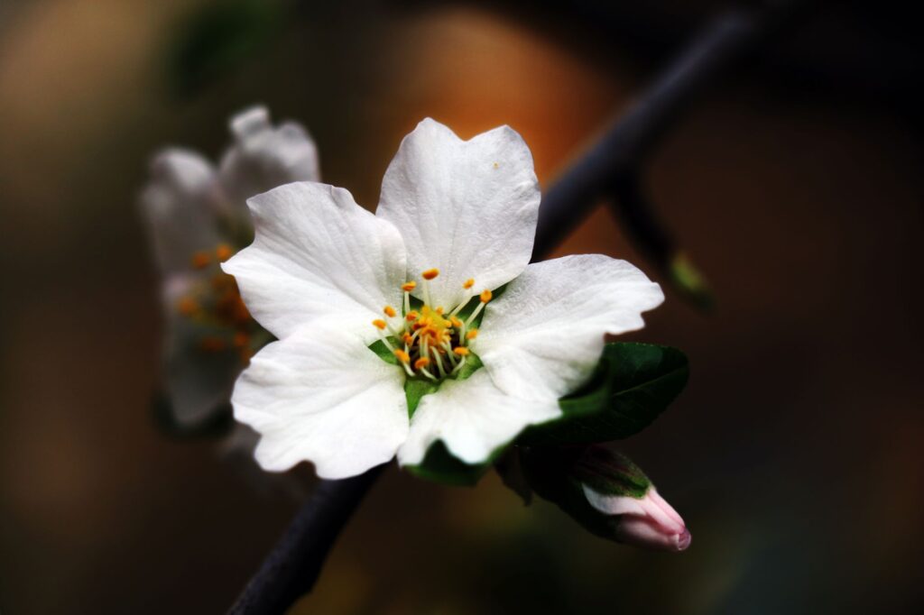Belle photo macro d'une fleur de cerisier blanche, capturant les pétales délicats et les étamines vibrantes.