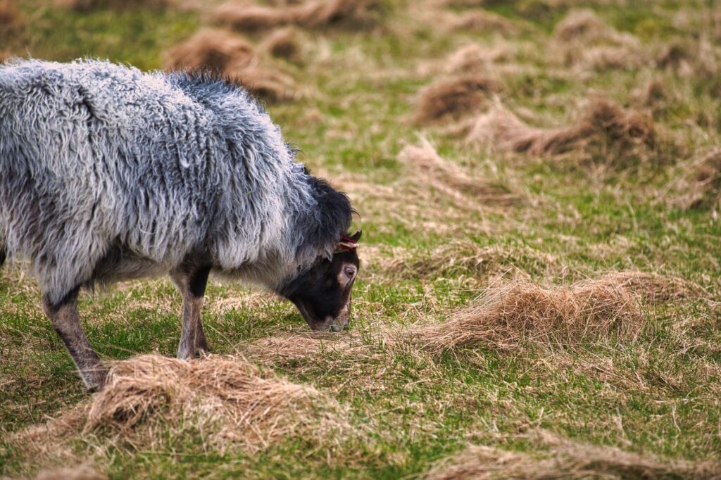 Un mouton pâture dans un champ verdoyant en Norvège, mettant en valeur la beauté de l'agriculture et de la nature.