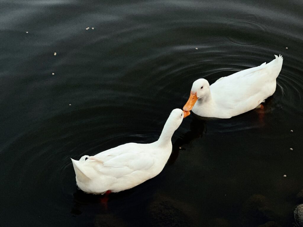 Deux canards blancs nageant gracieusement ensemble dans des eaux sombres et tranquilles, créant des ondulations.